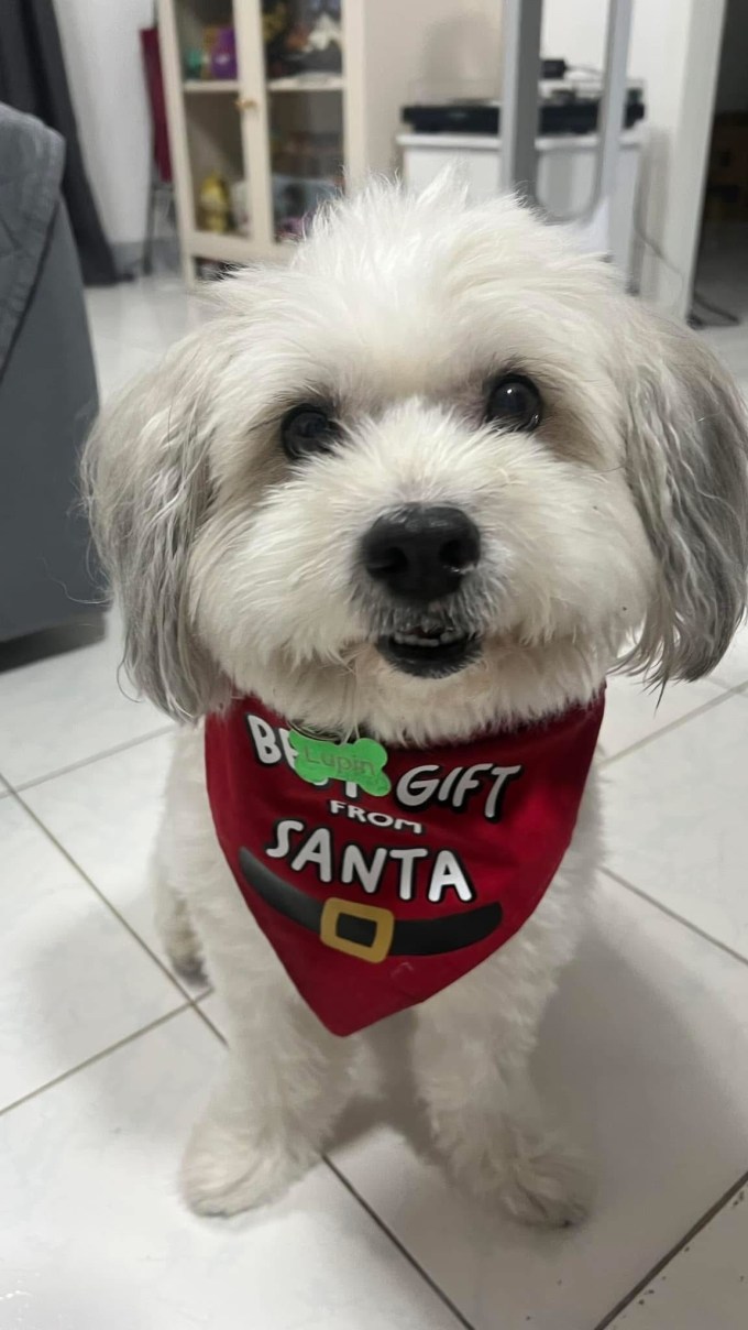 Dog